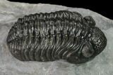 Adrisiops Weugi Trilobite - Recently Described Phacopid #171507-5